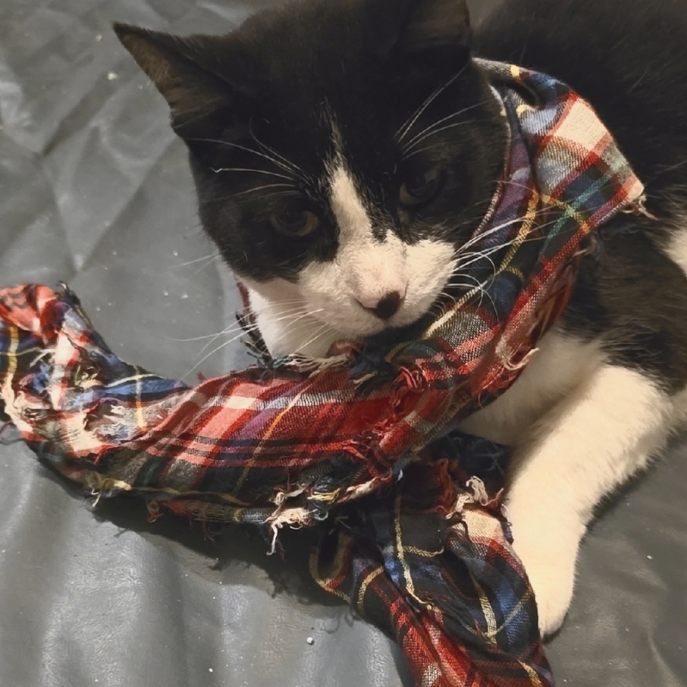 Plaid Cat Scarf